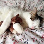 寝心地バツグンで妊婦さんにも人気！【オススメの抱き枕】売れ筋ランキング・トップ５