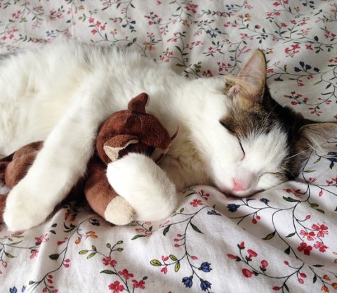 オススメの抱き枕