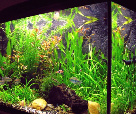 オススメの金魚・熱帯魚飼育用水槽セット